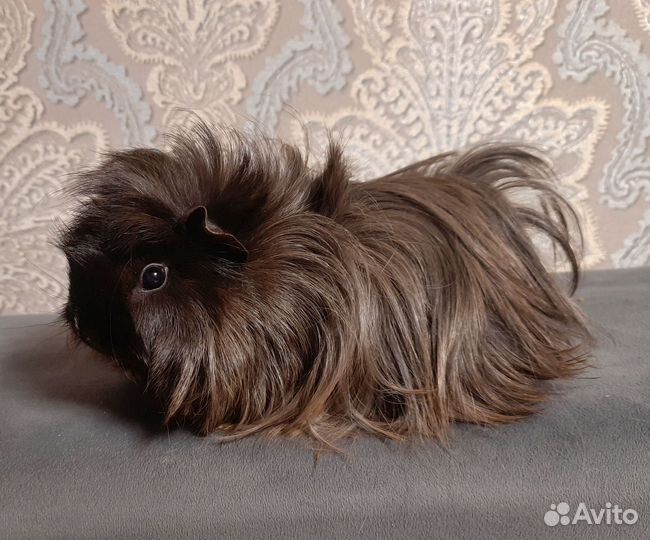 Морские свинки