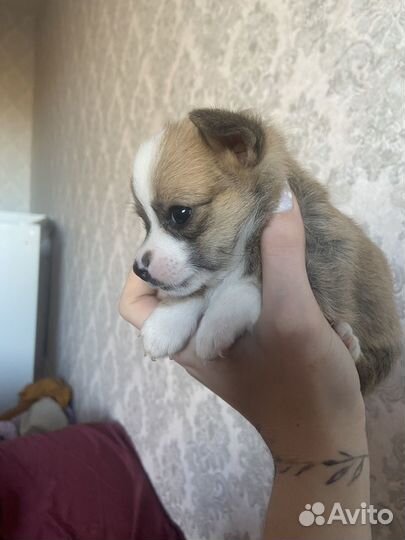 Щенки шпиц чихуа