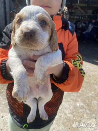 Русский спаниель