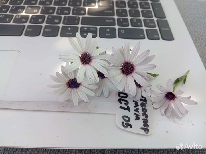 Остеоспермум (Африканская ромашка)