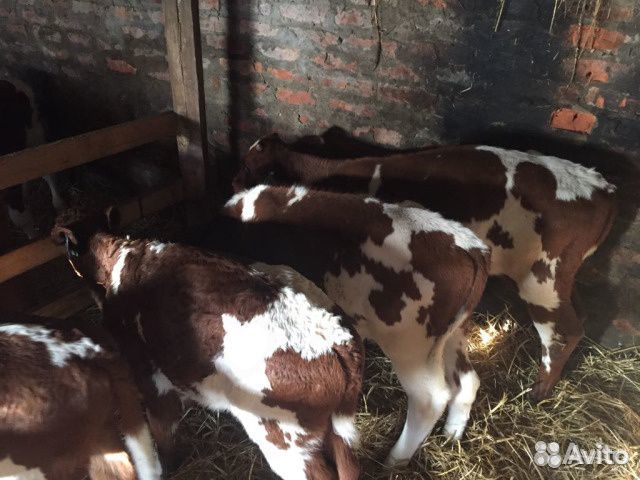 Бычки.бычки