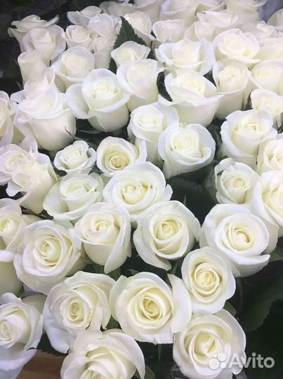 Розы Цветы Букеты 25 51 151 201 101 301 501 опт