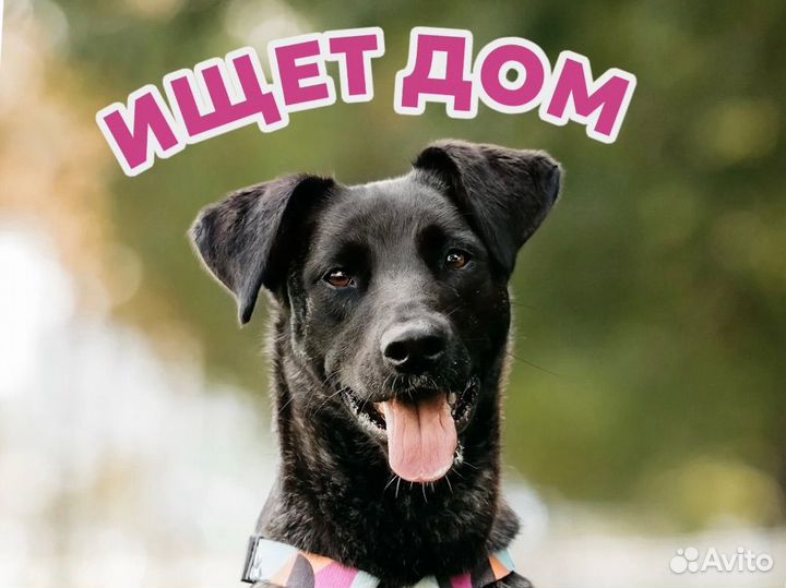 Собака в добрые руки