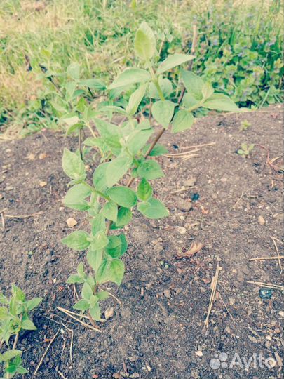 Жасмин (чубушник) саженцы