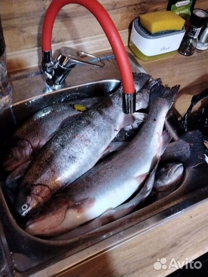 Продажа рыбы
