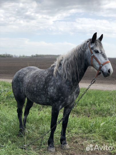 Орловская кобыла