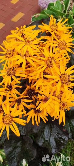 Бузульник Брит Мари Крауфорд