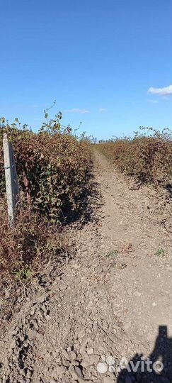 Продам земельный участок