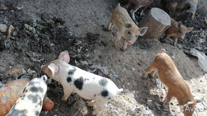 Поросята