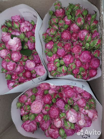 Розы оптом и в розницу. кустовые розы