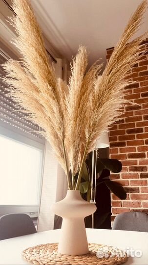 Камыш сухоцвет,пампасная трава,опт и розница