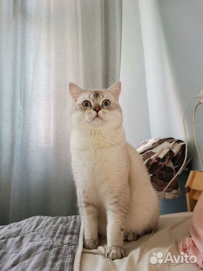 Британский кот, вязка