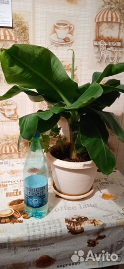 Карликовый банан