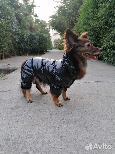 Комбинезон одежда для собак