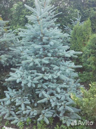 Ель голубая