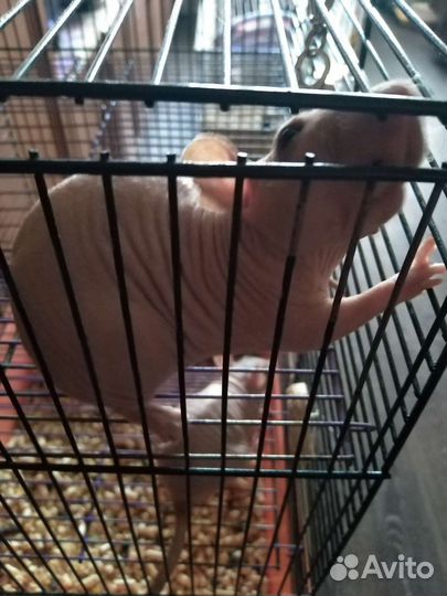 Три крысы сфинкс