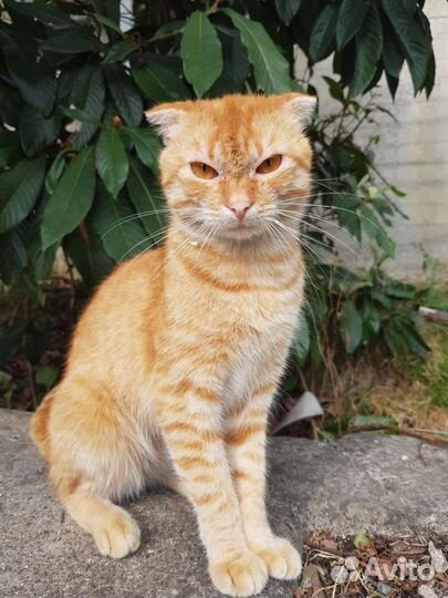 Котик шотланский вислоухий в дар
