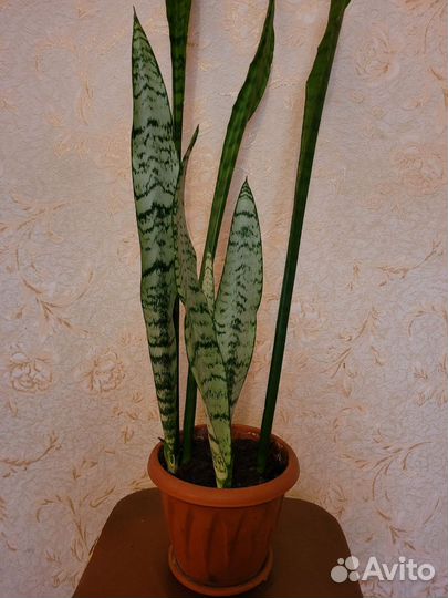 Сансевиерия