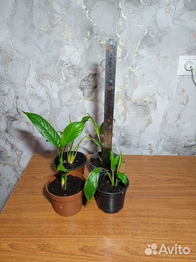 Комнатные цветы