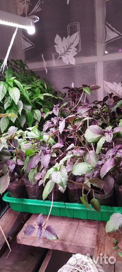 Рассада с доставкой по г.Ишимбай