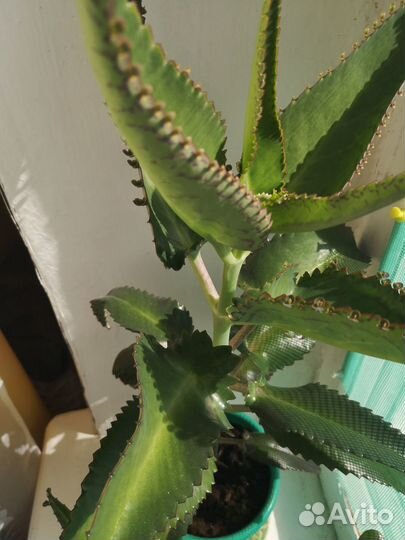 Каланхоэ растение