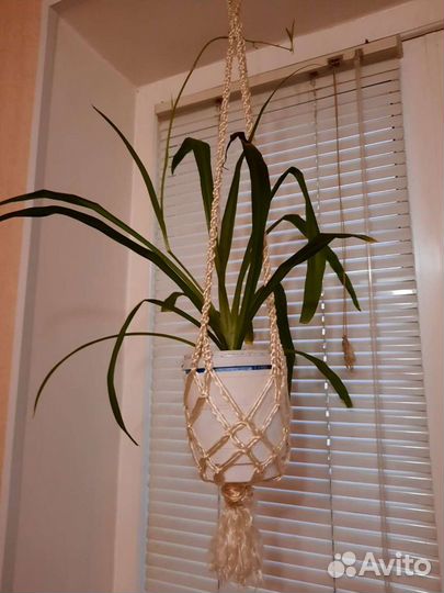 Цветок хлорофитума в подвесном макраме.Доставка
