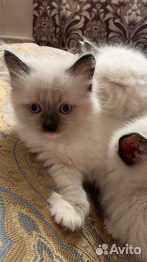 Котенок рэгдолл