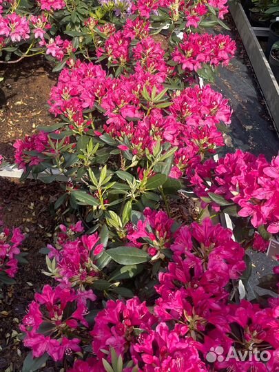 Рододендрон