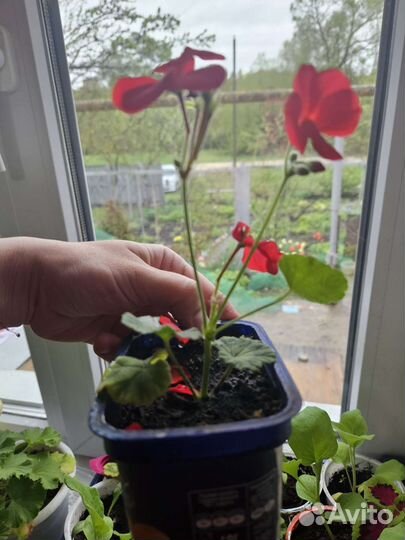 Пеларгония герань сортовая