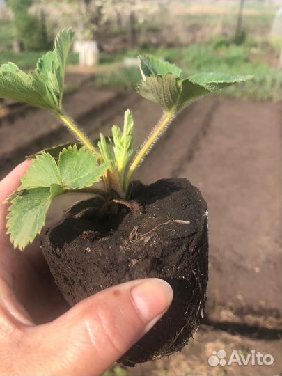 Клубника рассада