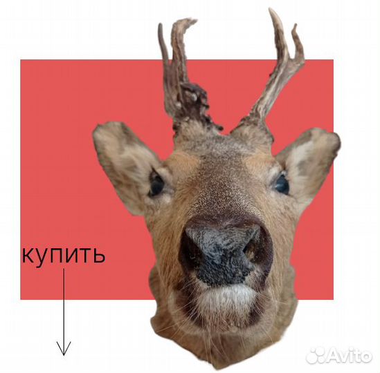 Голова косули