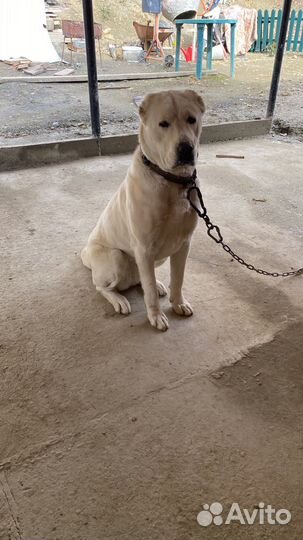 Щенки алабая