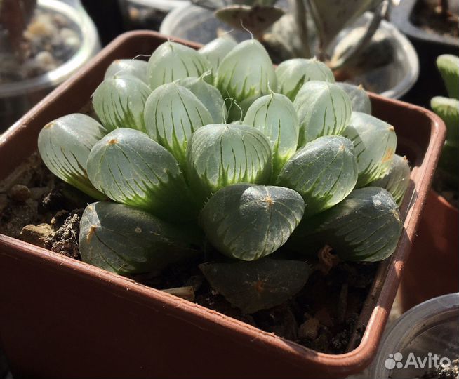 Детки хавортий