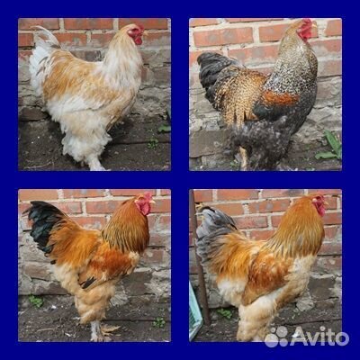 Цыплята породы Брама