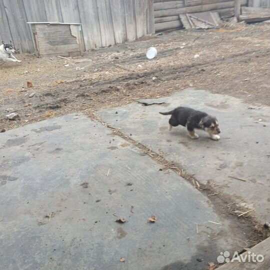 Породу незнаю