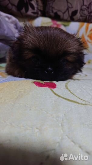 Щенки пекинеса