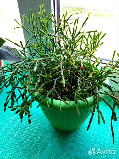 Хатиора солеросовая