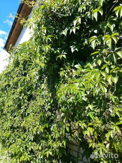 Виноград девичий