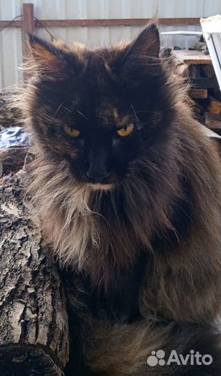 Кошка,кошечка