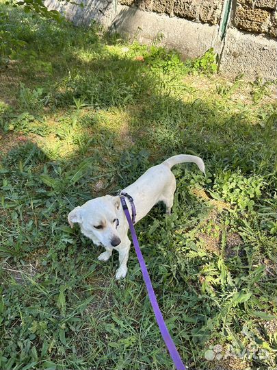 Маленькая собачка в добрые руки