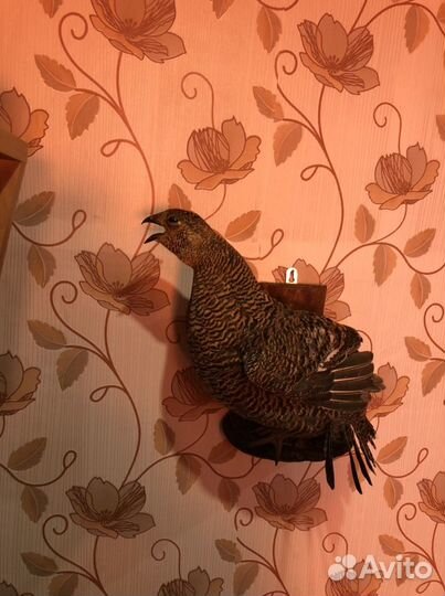 Продам новые чучела птиц