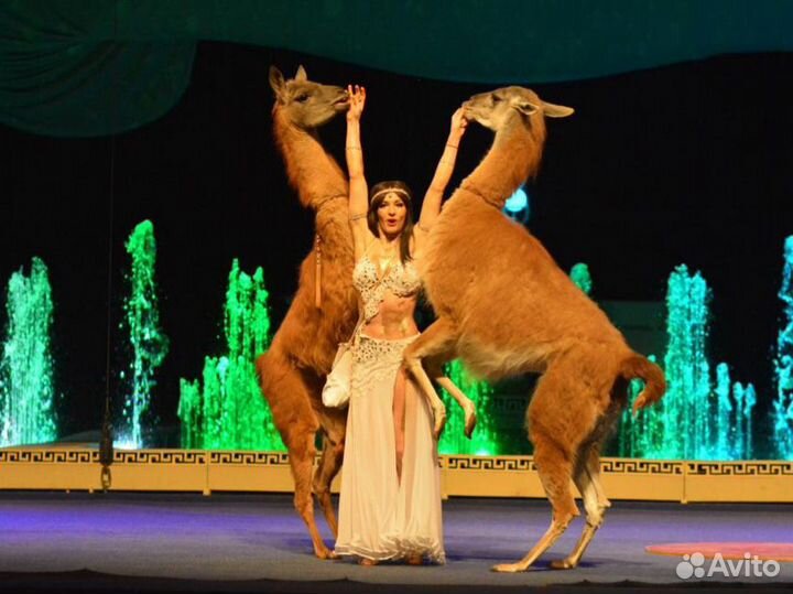 Шоу с дрессированными животными