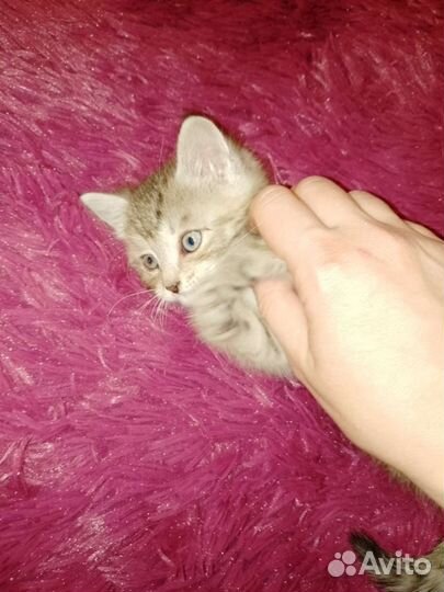 Котёнок