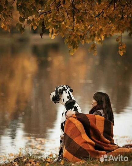 Оставить питомца на всё лето