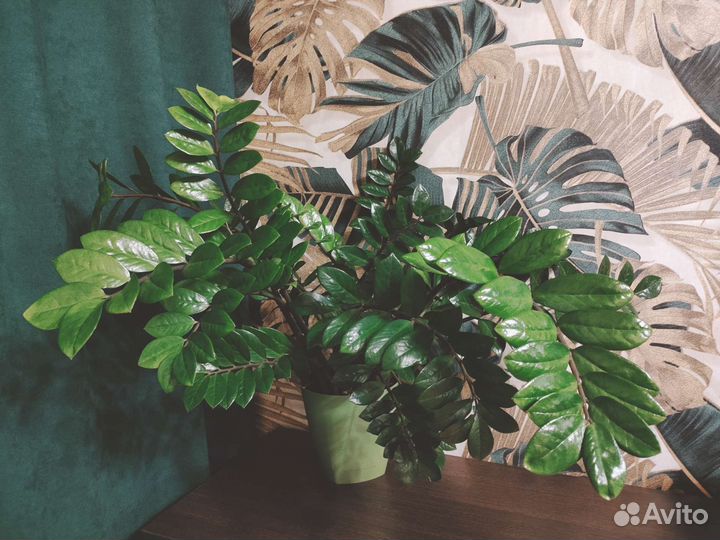 Замиокулькас