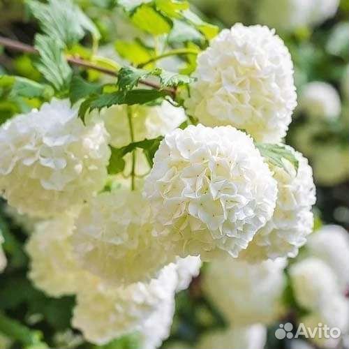 Калина бульденеж