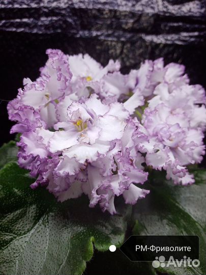 Сортовые фиалки