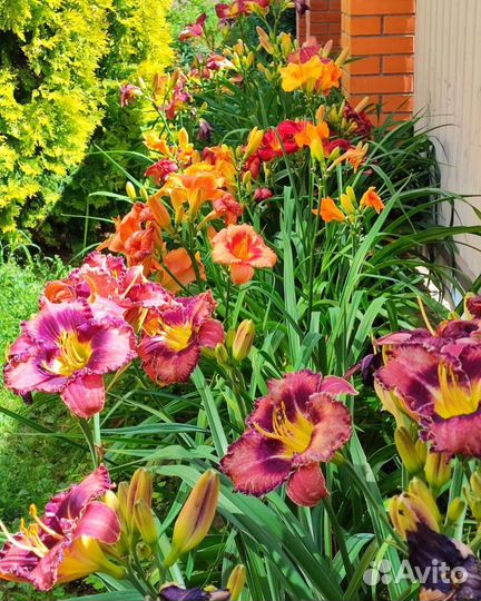 Саженцы лилейников