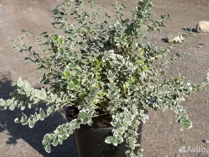 Бересклет Бересклет Форчуна Эмеральд Гэйтай