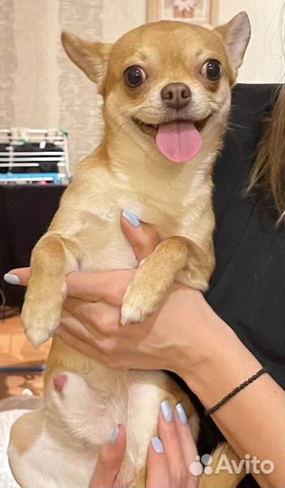 Вязка чихуахуа